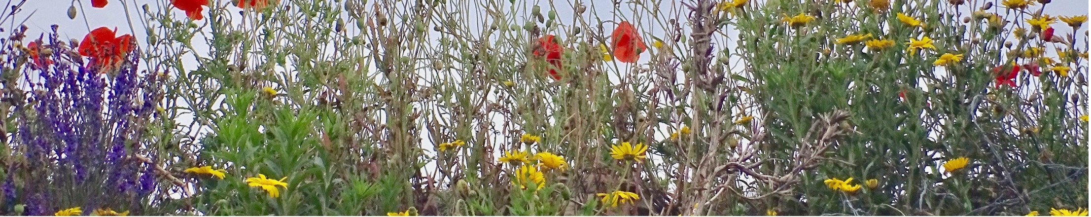 Vildeblomster 1